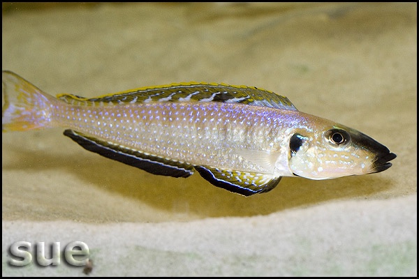 Enantiopus melanogenys 'Cape Nangu'